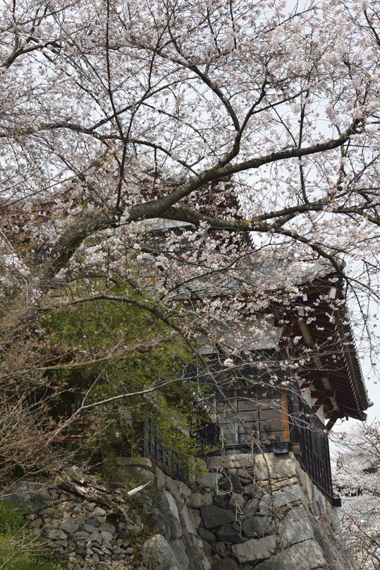 2014kooriyamajyou142