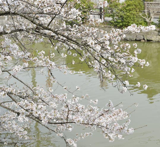 2014kooriyamajyou143