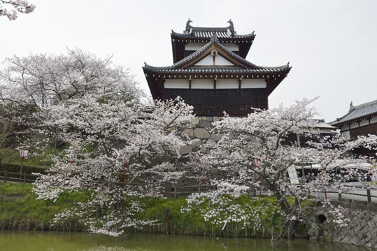 2014kooriyamajyou153