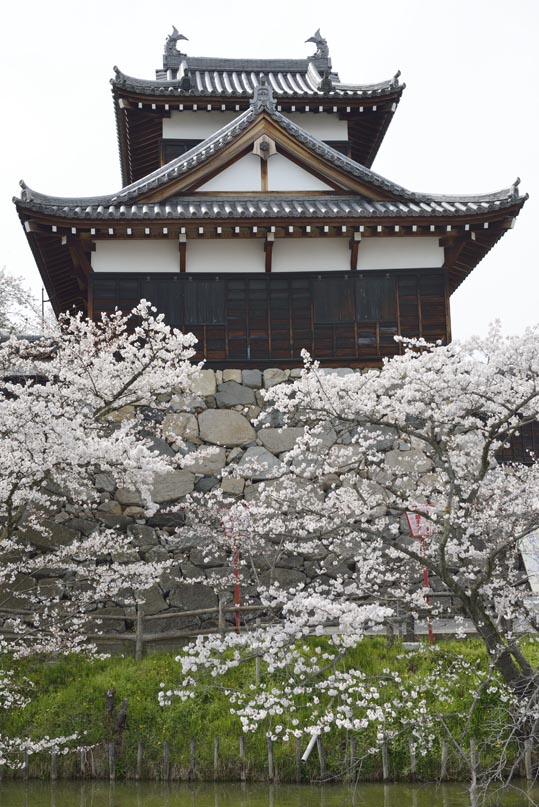 2014kooriyamajyou154