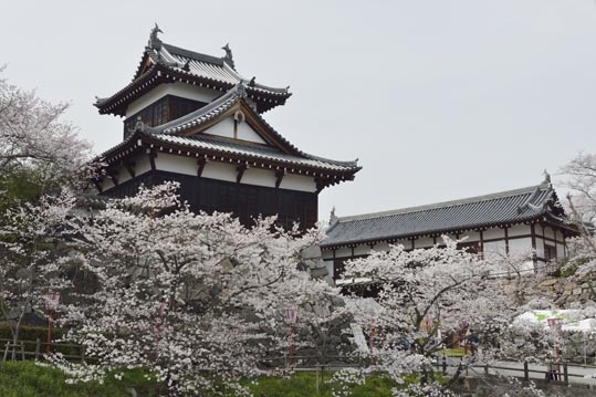 2014kooriyamajyou158