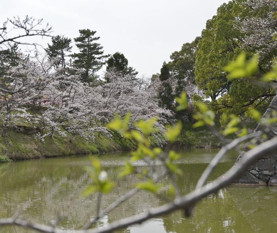 2014kooriyamajyou166