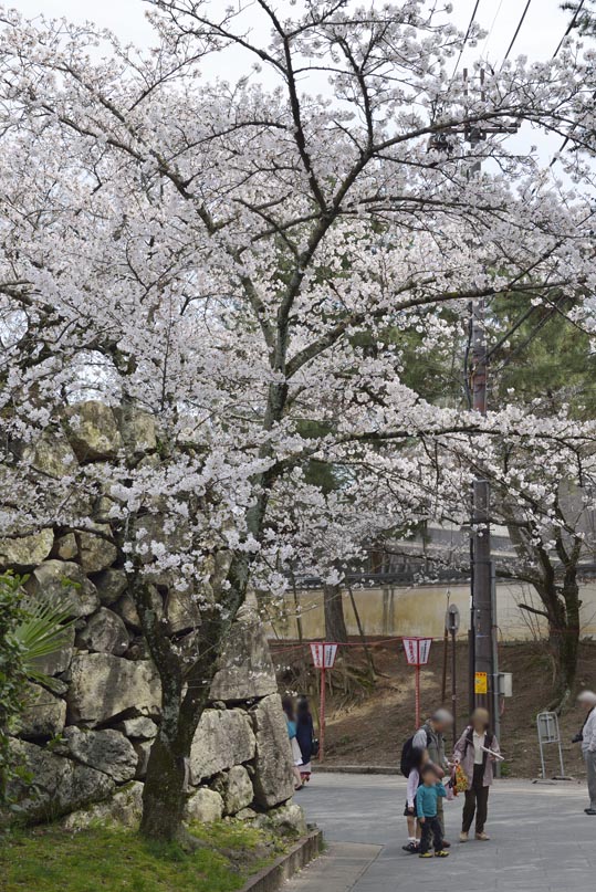 2014kooriyamajyou171