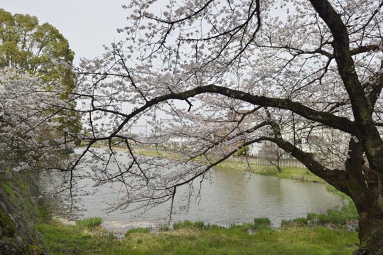 2014kooriyamajyou176