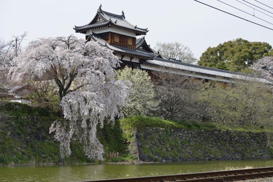 2014kooriyamajyou187