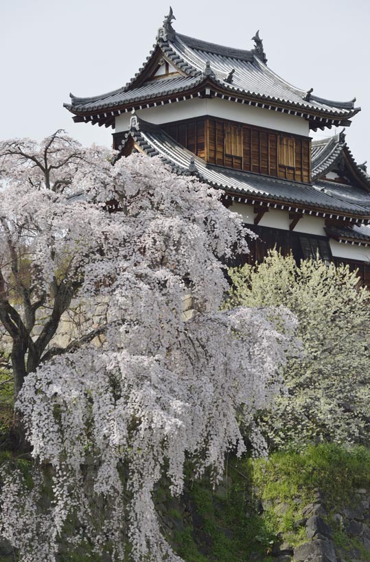 2014kooriyamajyou189