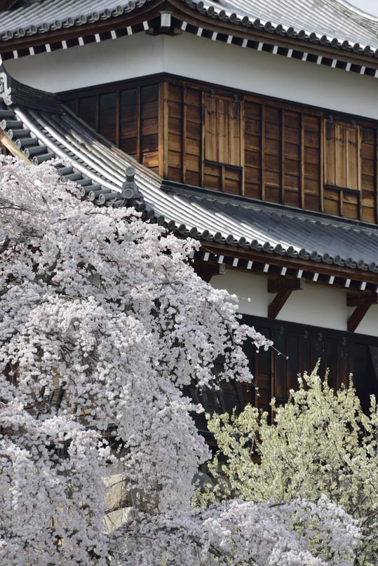 2014kooriyamajyou194