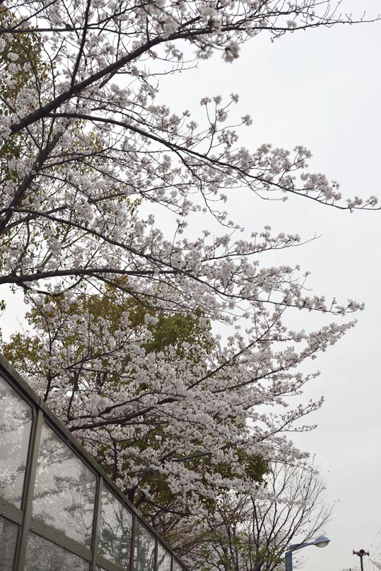 2014kooriyamajyou215