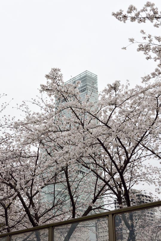 2014kooriyamajyou218